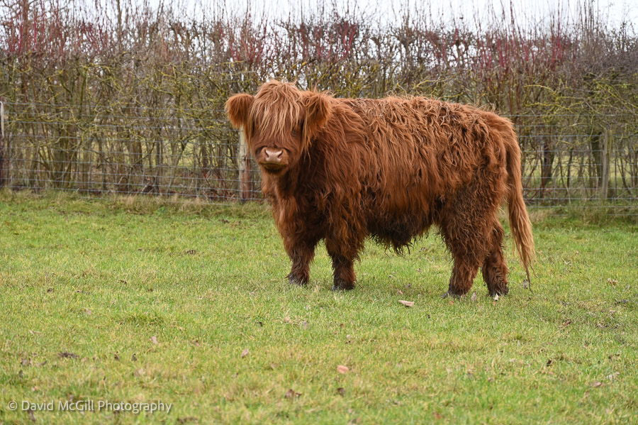 Highland cow in field