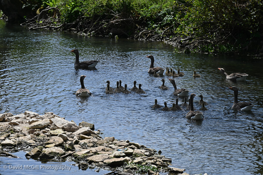 Egyptian Geese and goslings