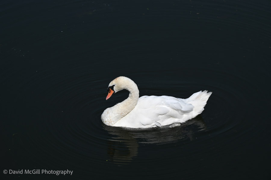 Swan, River Avon